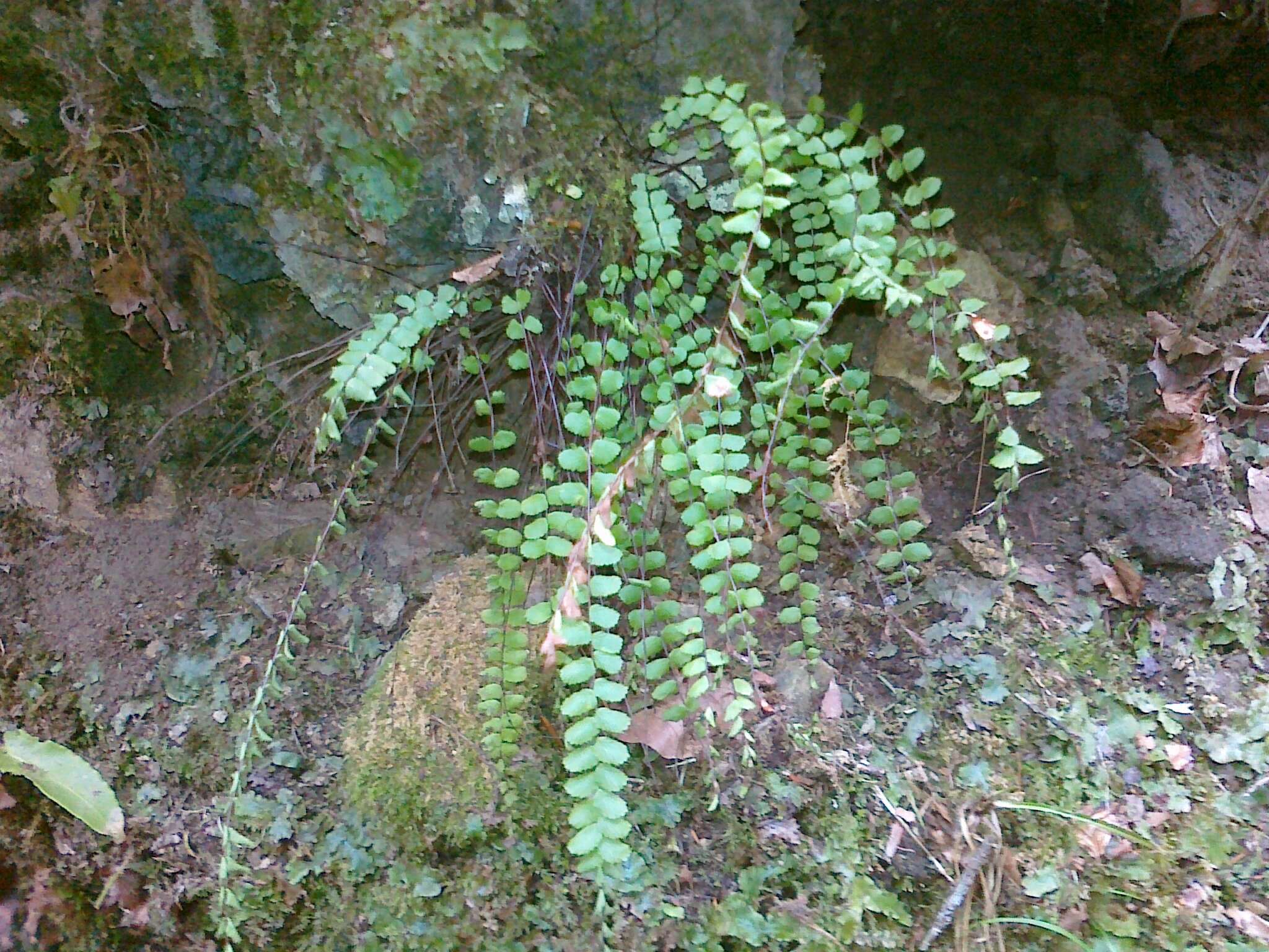 Imagem de Asplenium trichomanes subsp. quadrivalens D. E. Meyer