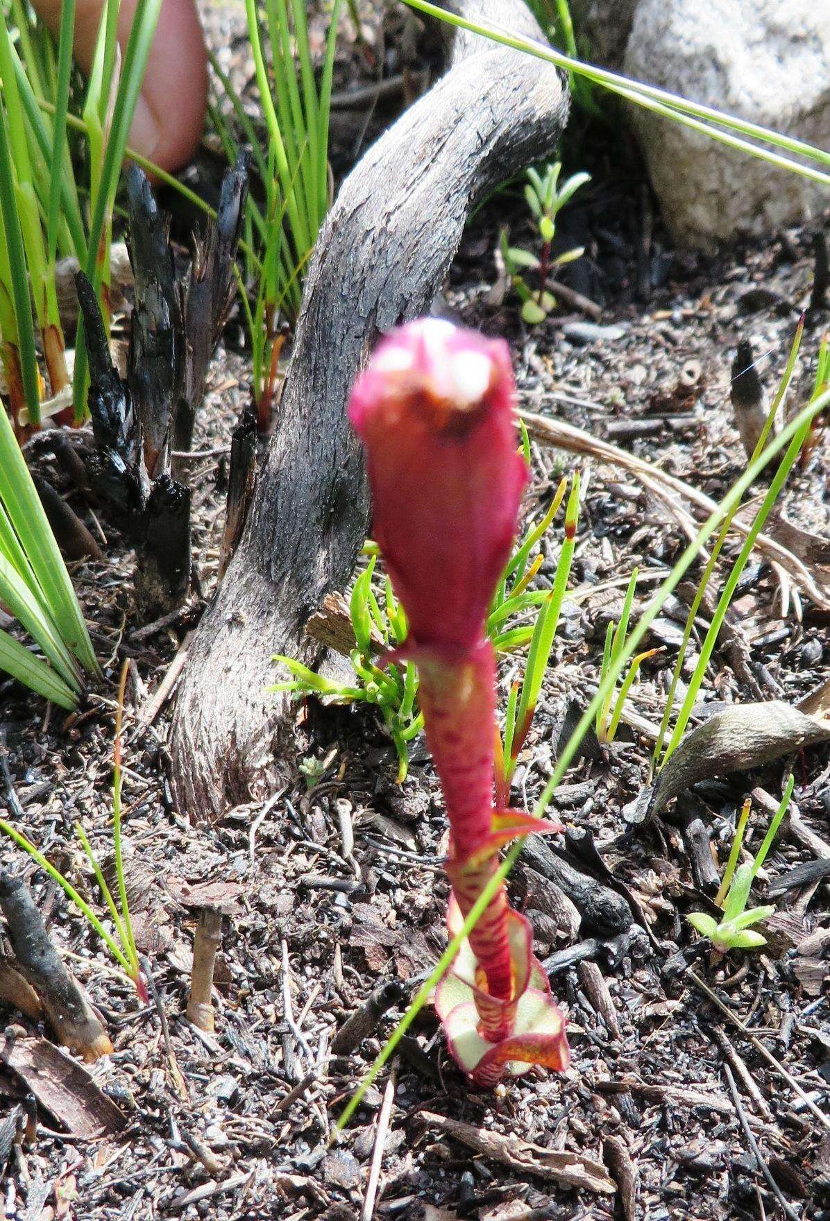 Image of Disa fasciata Lindl.