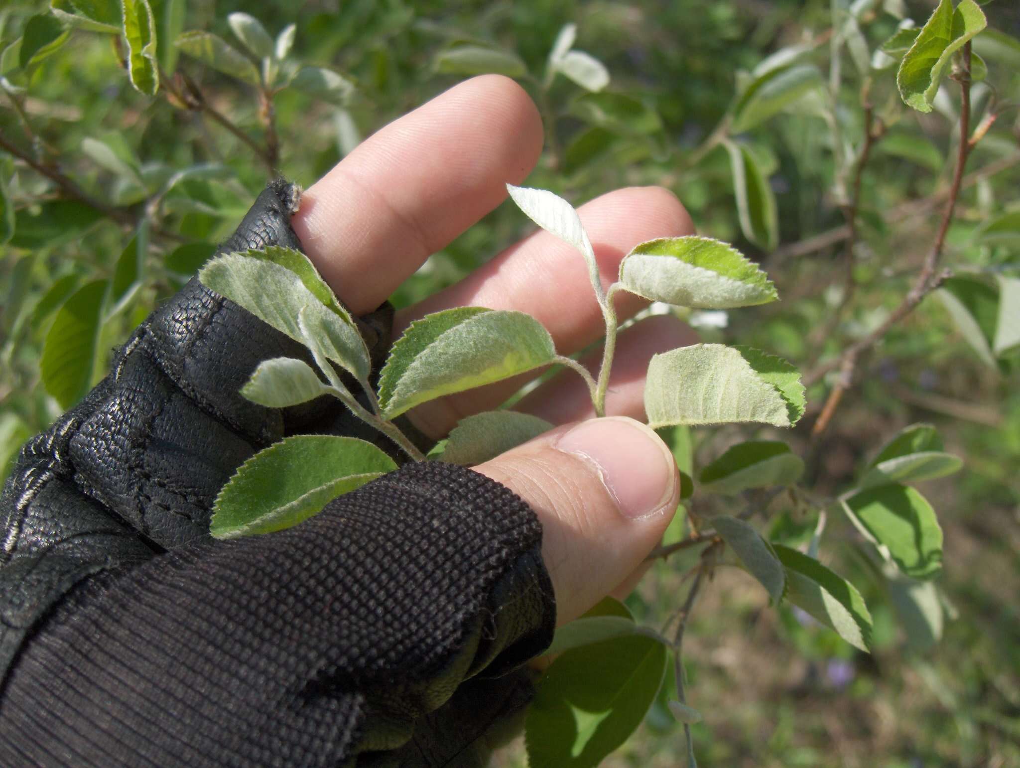 Imagem de Amelanchier arborea (Michx. fil.) Fern.