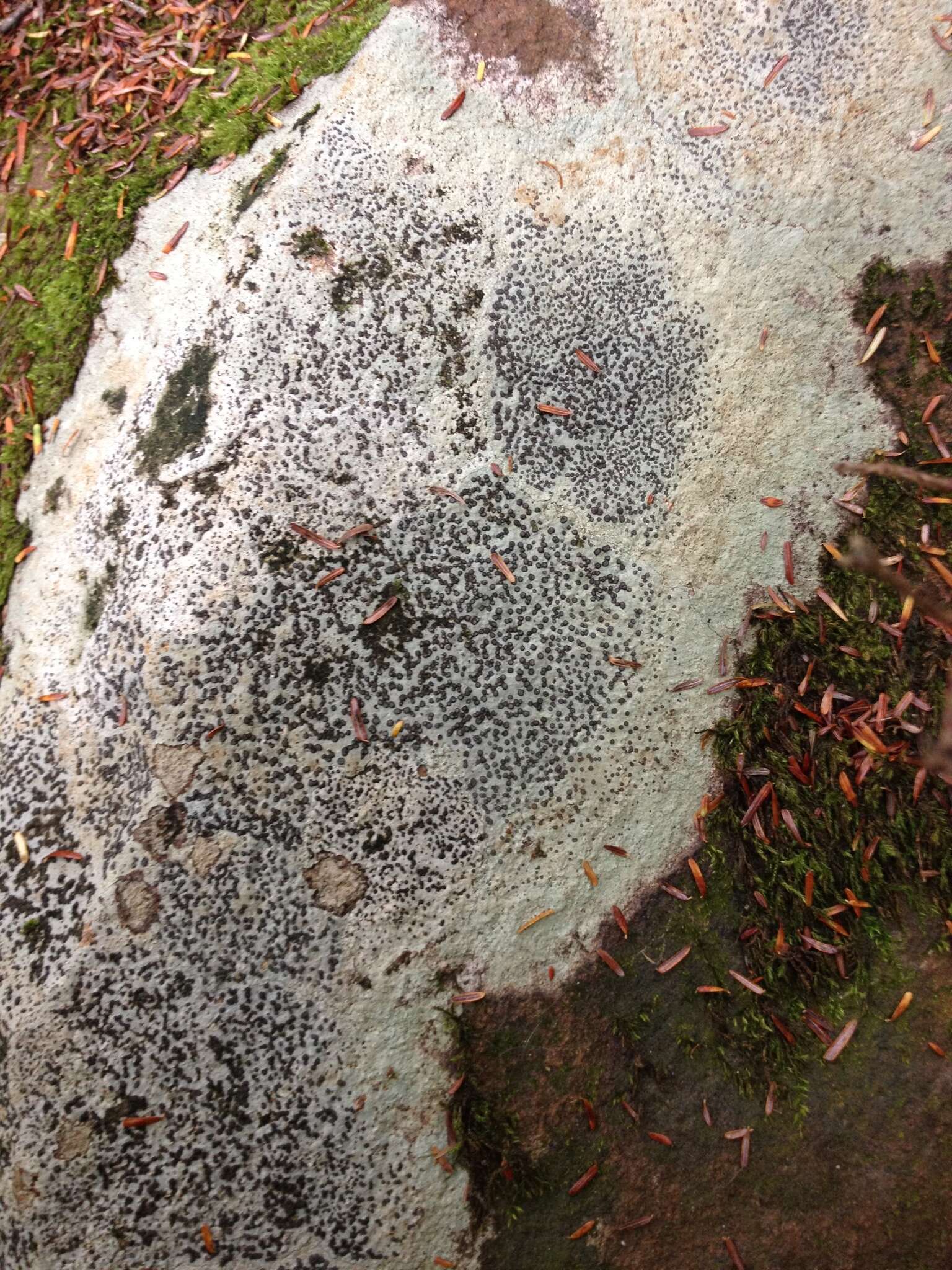 Image of porpidia lichen