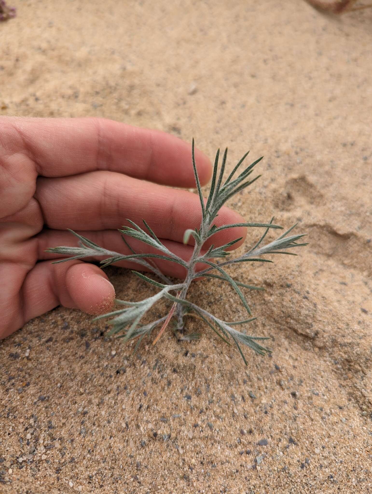 Image of Harwood's woollystar