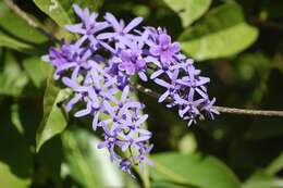 Image of petrea