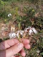 صورة Dianthus arenarius subsp. borussicus Vierh.