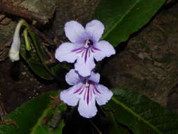 Streptocarpus primulifolius Gandoger resmi