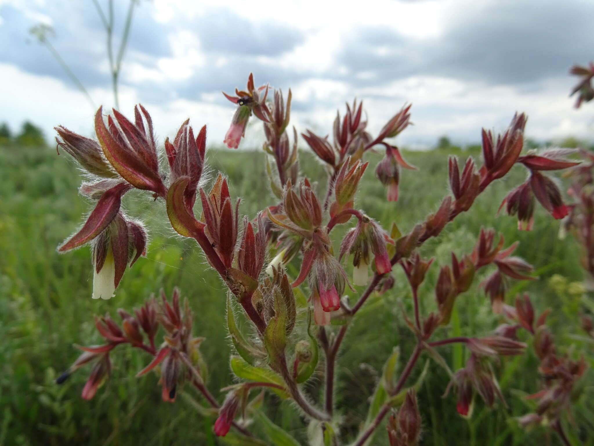 Слика од Onosma tinctorium M. Bieb.