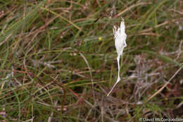 Image of common cottongrass