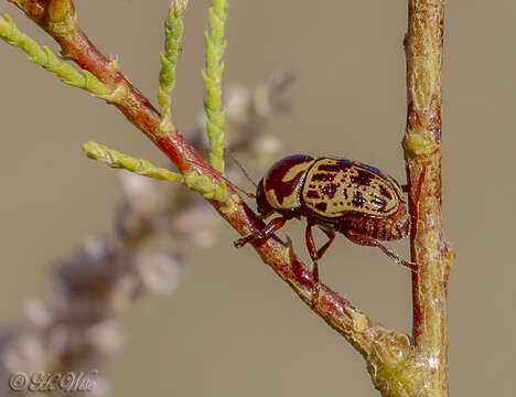 Cryptocephalus cribripennis J. L. Le Conte 1880 resmi