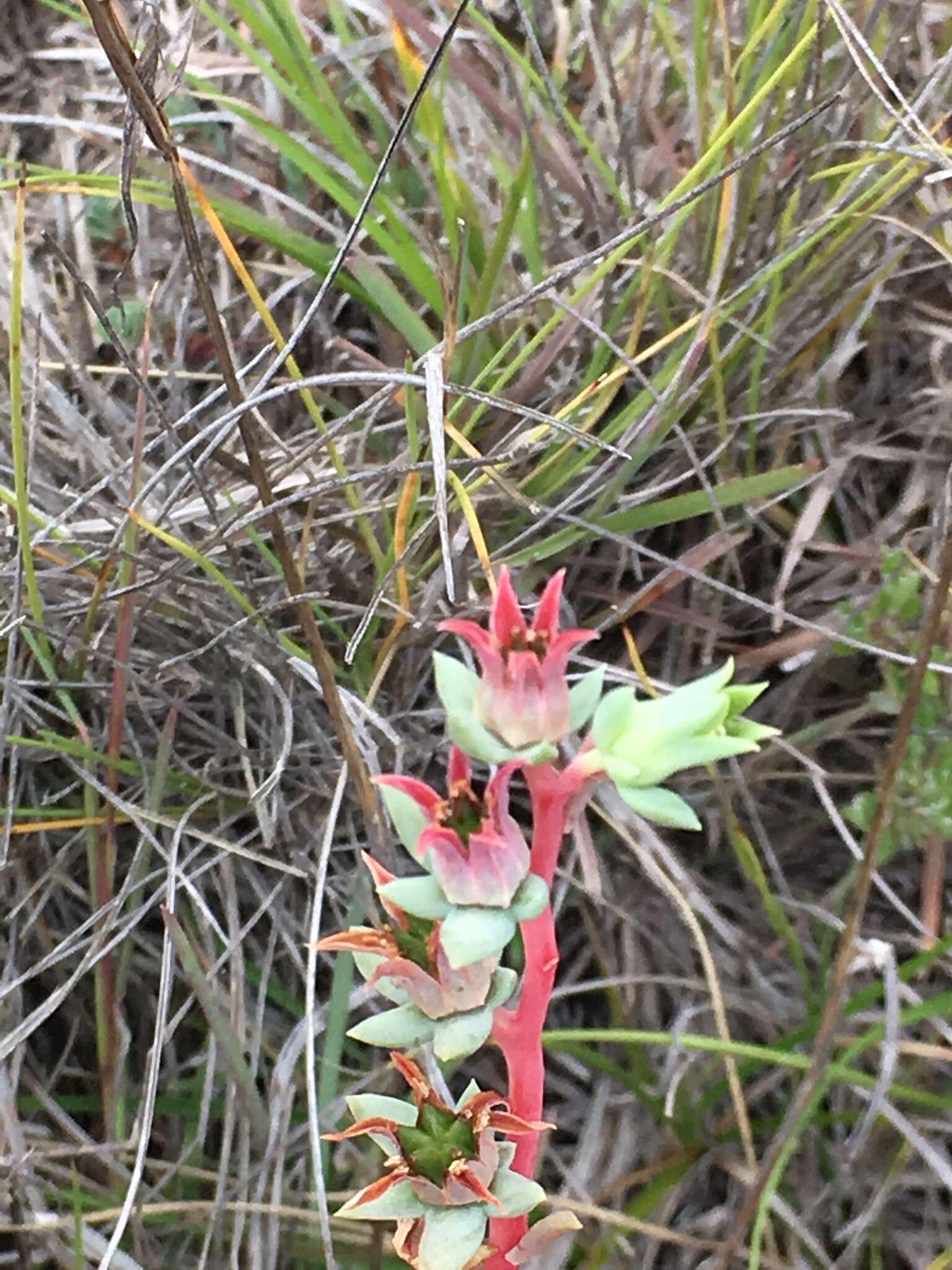 Image of Echeveria heterosepala Rose ex Britton & Rose