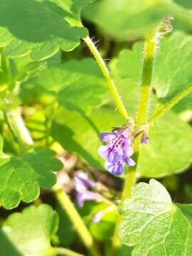 Image of Glechoma hirsuta Waldst. & Kit.