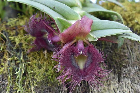 Plancia ëd Epidendrum medusae (Rchb. fil.) Pfitzer