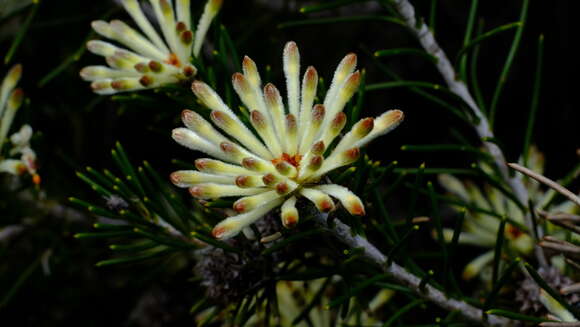 Image of Petrophile brevifolia Lindley