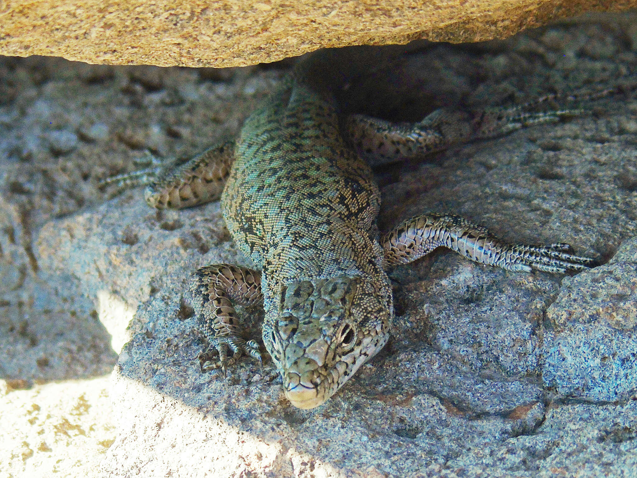 Image of Anatolian Lizard
