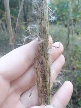 Image of sortbeard plumegrass