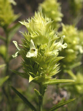 Image of Sideritis pungens Benth.