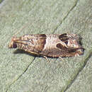 Image of Constricted Sonia Moth