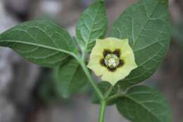 Image de Physalis gracilis Miers