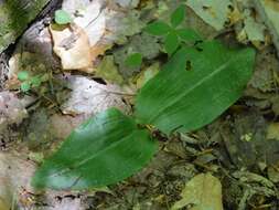 Слика од Platanthera orbiculata var. macrophylla (Goldie) Luer