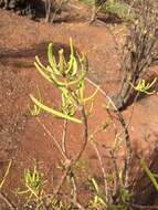 Image of Talinum galapagosum (H. St. John) M. A. Hershkovitz