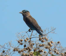 Image of Indochinese Roller