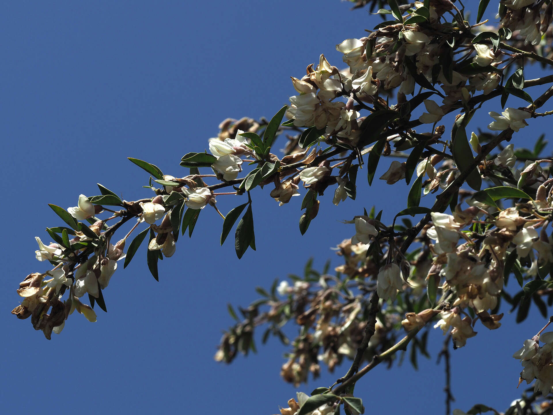 Image of <i>Chamaecytisus <i>prolifer</i></i> subsp. prolifer