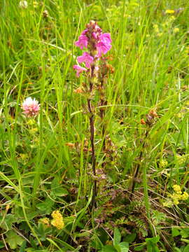 Image of Pedicularis crassirostris Bunge