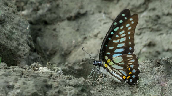 Plancia ëd Graphium chironides (Honrath 1884)