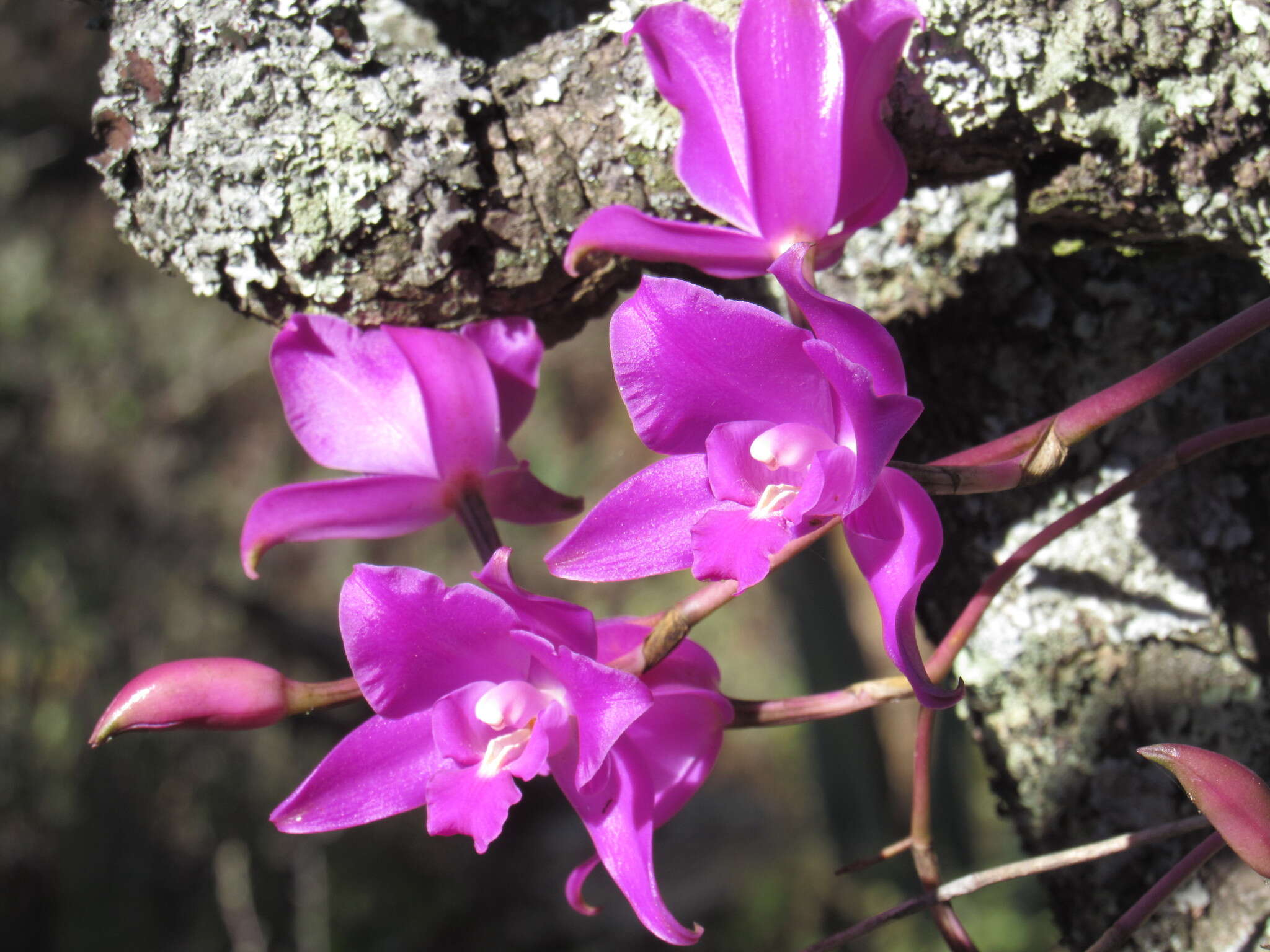 Image of Laelia furfuracea Lindl.