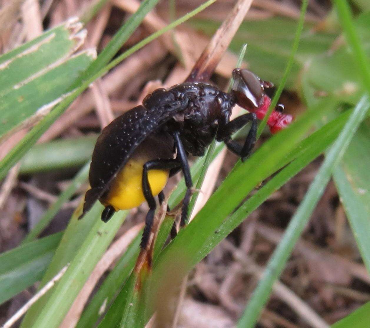 Image of Palpomya asphaltina (Wiedemann 1824)