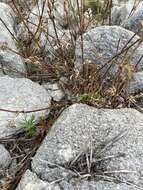 Image of Potentilla multifida var. ornithopoda Wolf