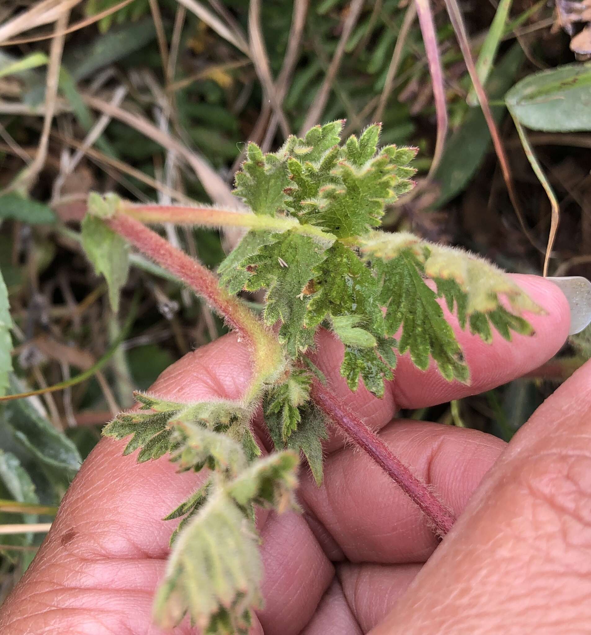 Слика од Horkelia californica subsp. californica