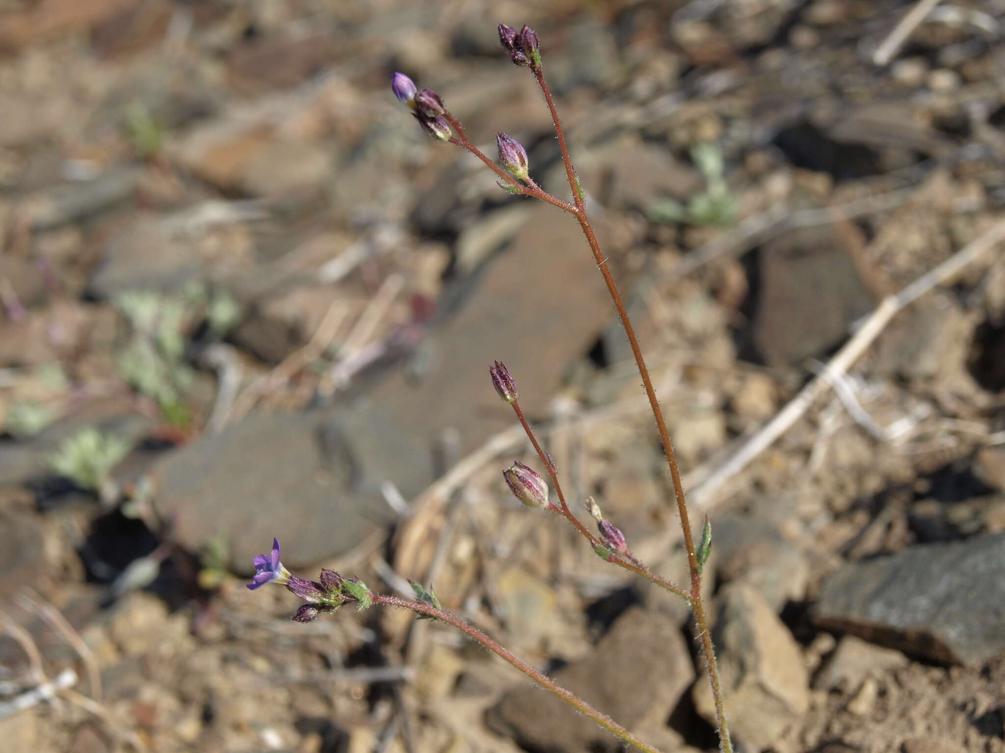 Image of transmontane gilia