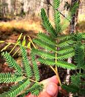 Sivun Acacia glaucocarpa Maiden & Blakely kuva