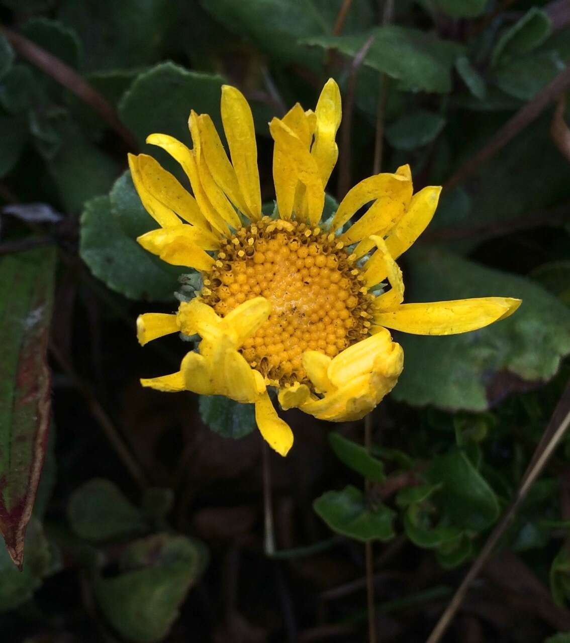 Слика од Grindelia hirsutula Hook. & Arn.