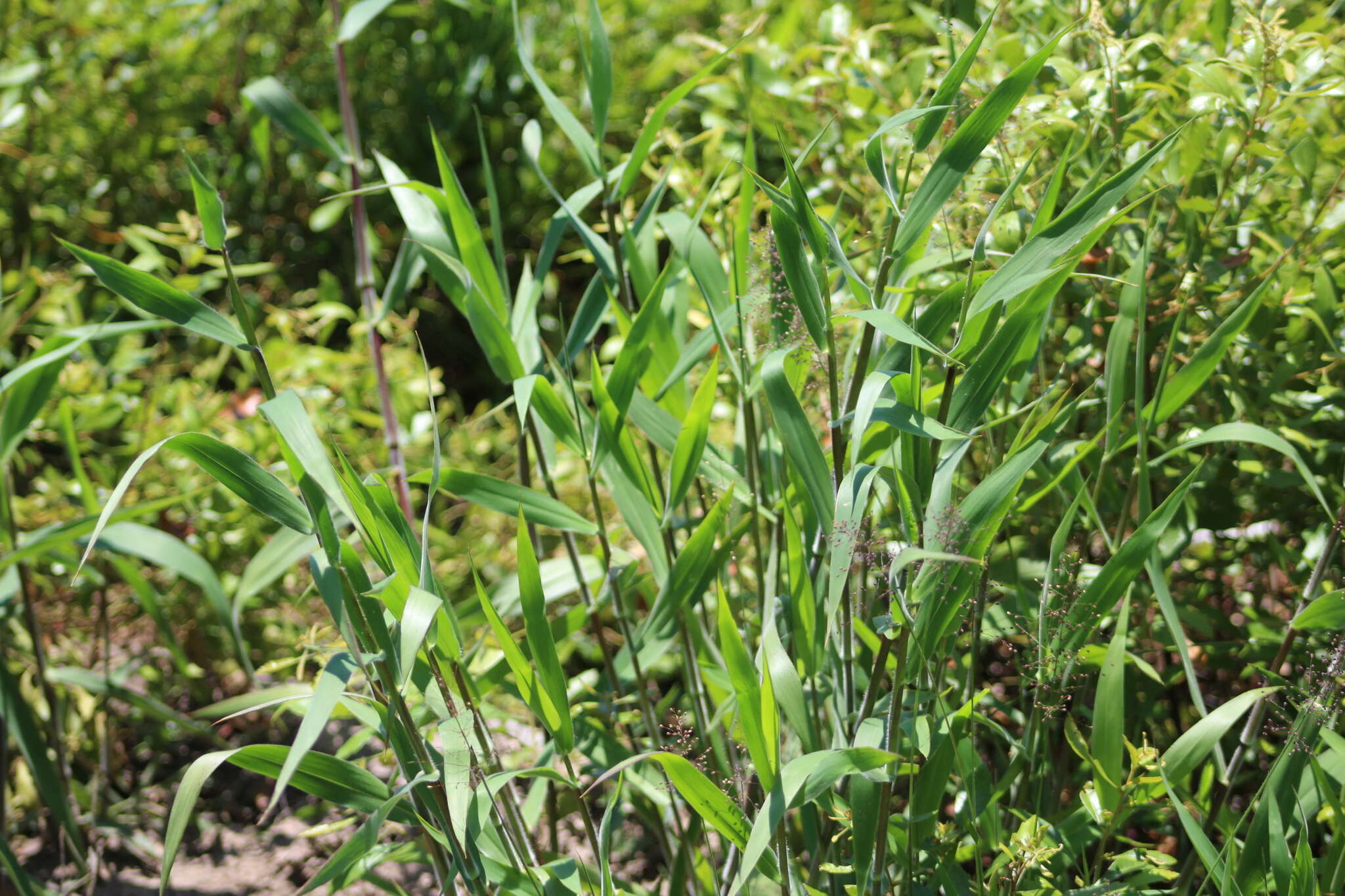 Image of Broom Rosette Grass