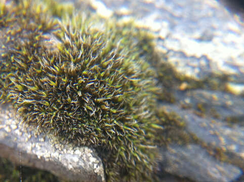 Image of coscinodon moss