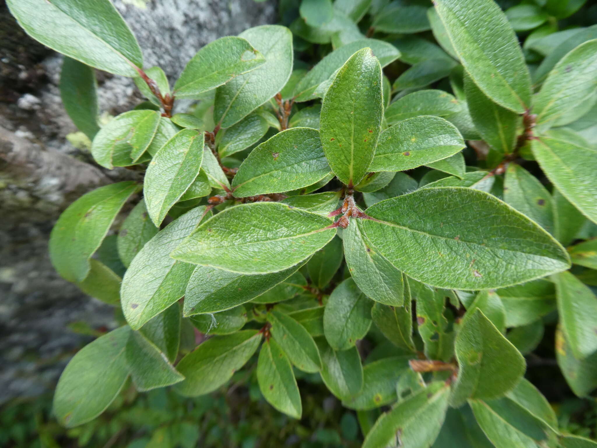 Image of Salix uralicola I. V. Belyaeva