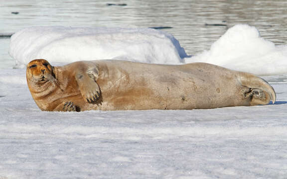 Image of bearded seal