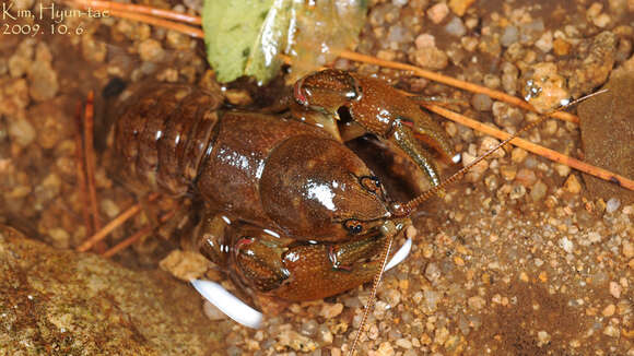 Image of Cambaroides similis (Koelbel 1892)