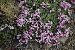 Image of Junellia tridactylites (Lag.) Moldenke