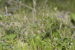 Image of wandering vetch