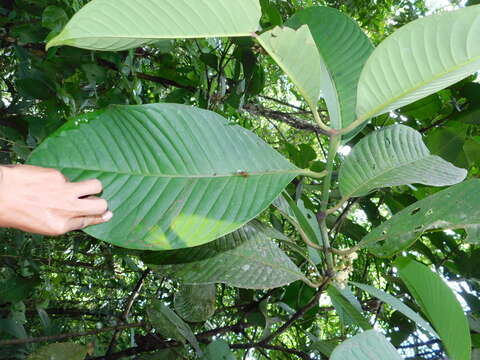 Image of Chrysochlamys grandifolia (L. O. Williams) B. E. Hammel