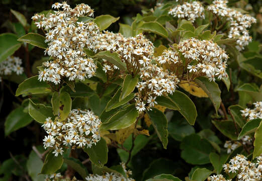 Image of common tree daisy