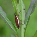 Image of Lixus placidus Le Conte 1876