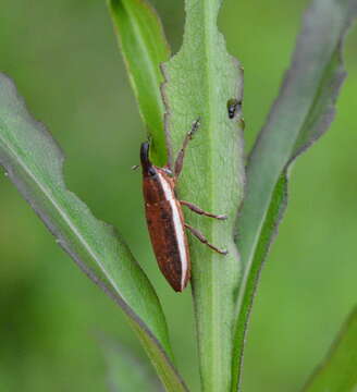 Image of Lixus placidus Le Conte 1876