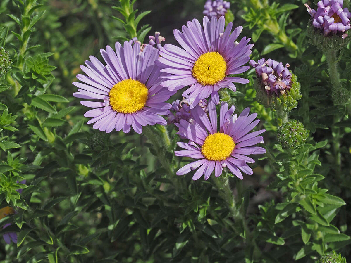 Image of Dune daisy