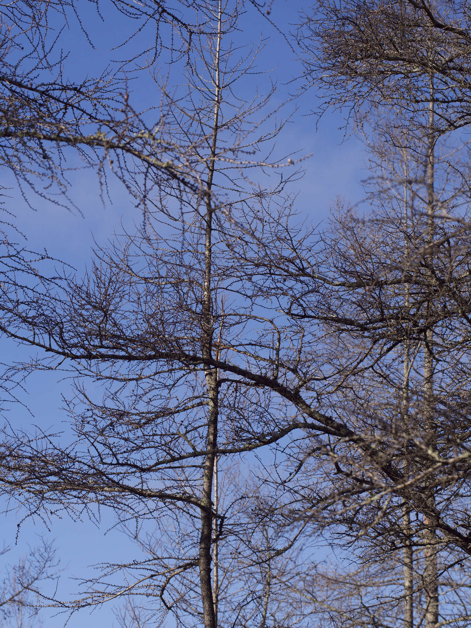 Image of American Larch