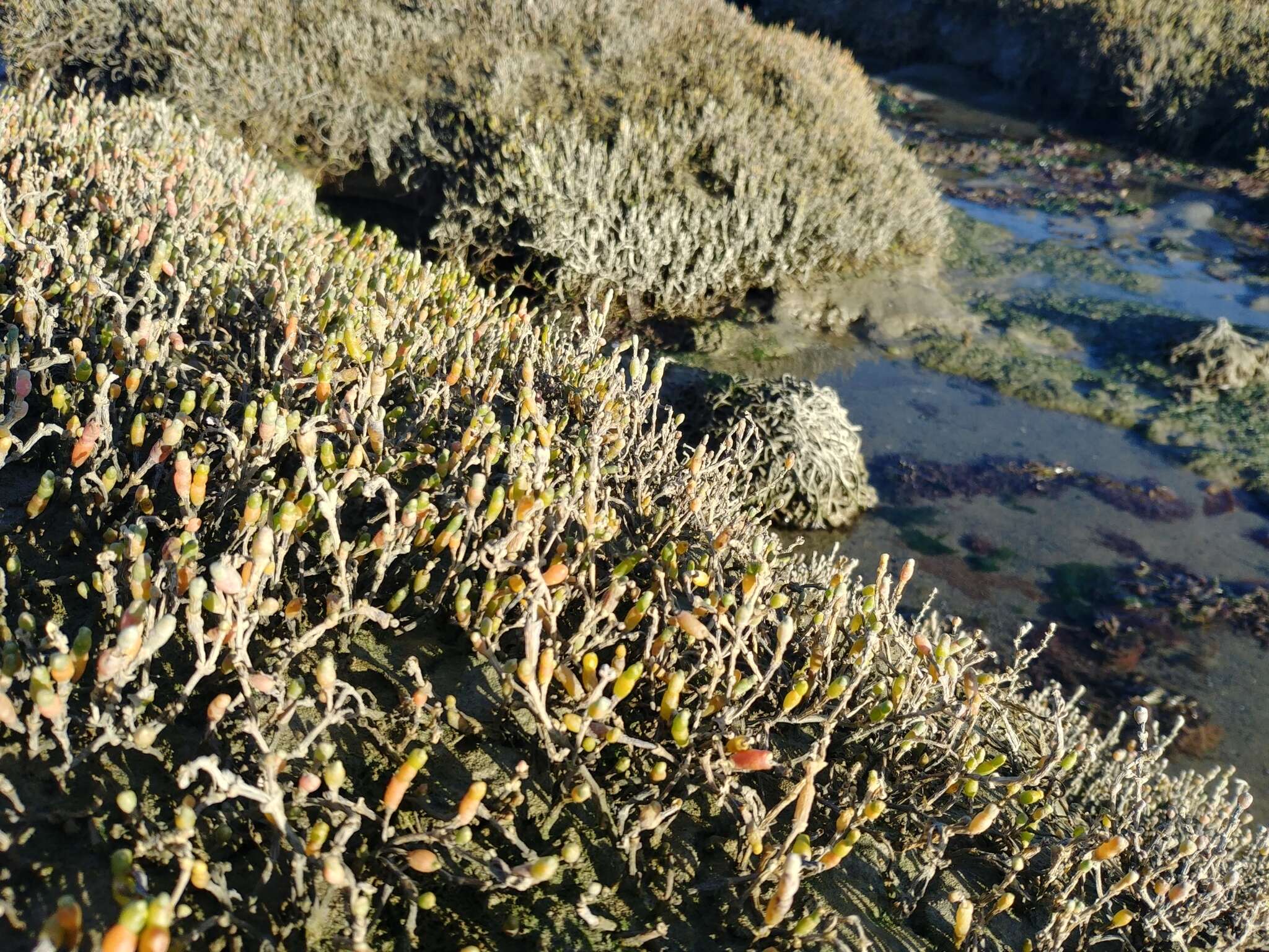 Image of Salicornia magellanica Phil.