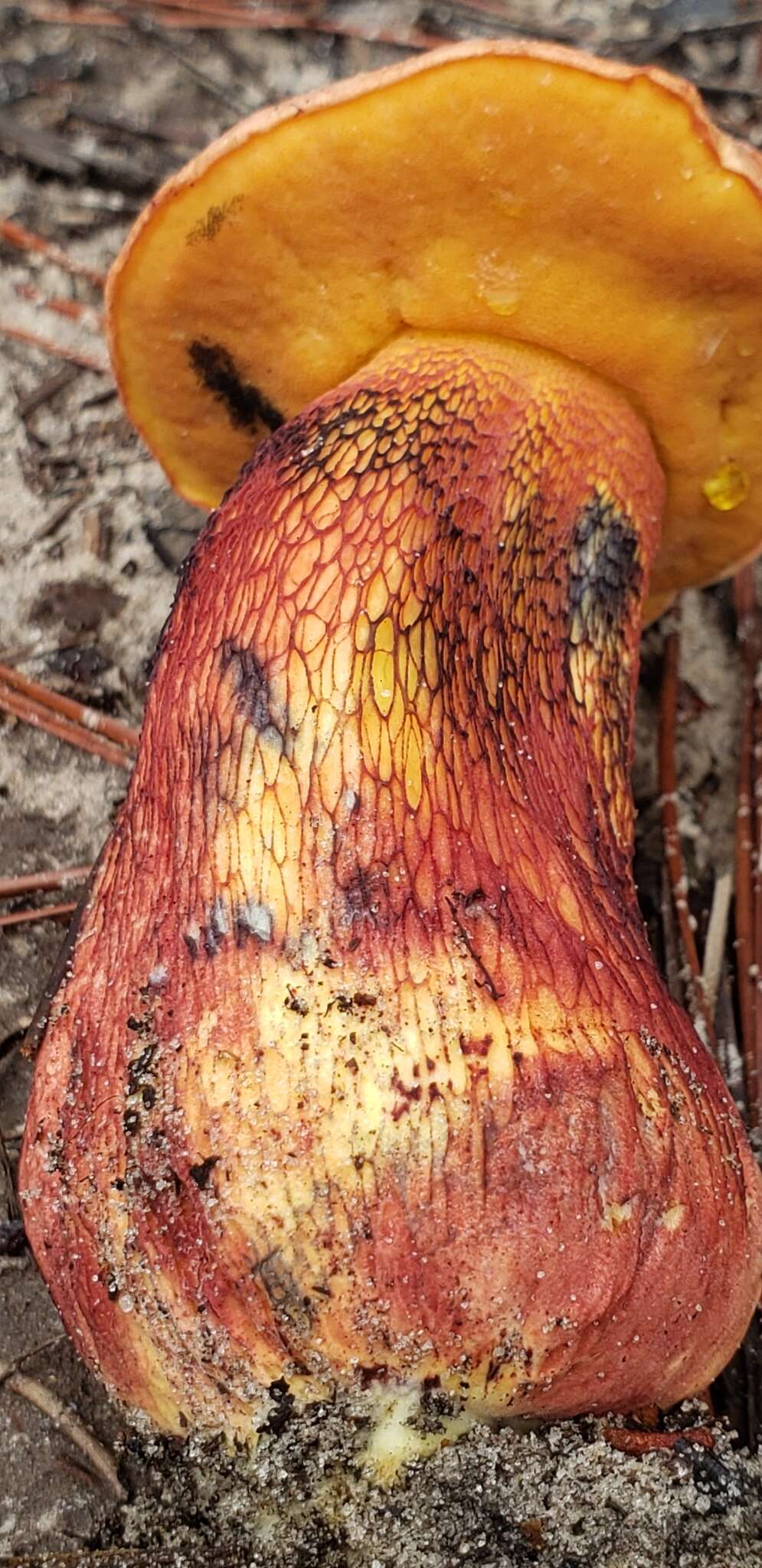 Image of Butyriboletus floridanus (Singer) G. Wu, Kuan Zhao & Zhu L. Yang 2016