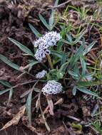 Image de Lomatium gormanii (T. J. Howell) Coult. & Rose