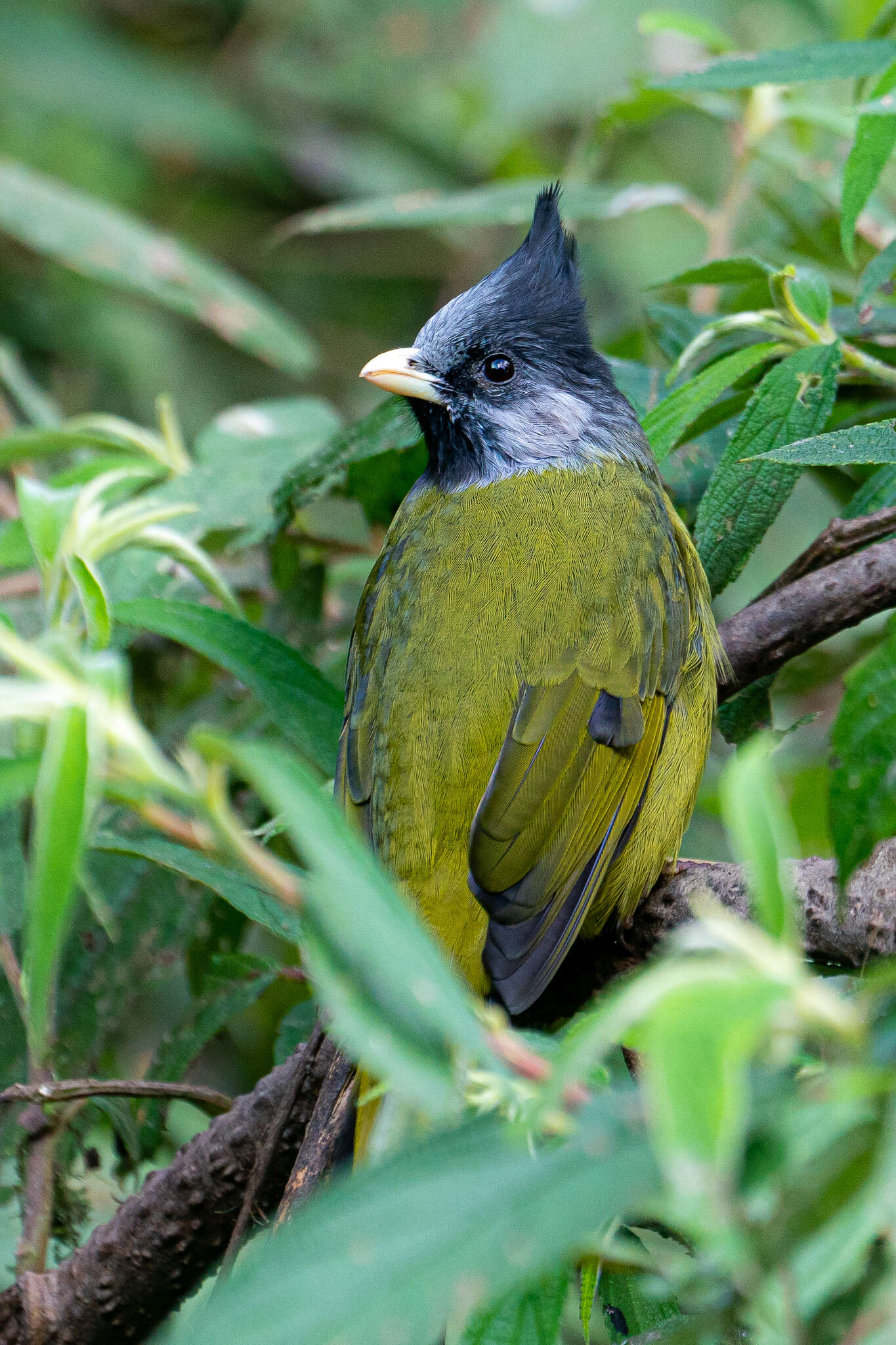 Image of Crested Finchbill